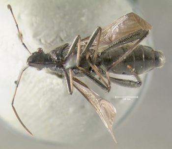 Media type: image;   Entomology 619226 Aspect: habitus ventral view